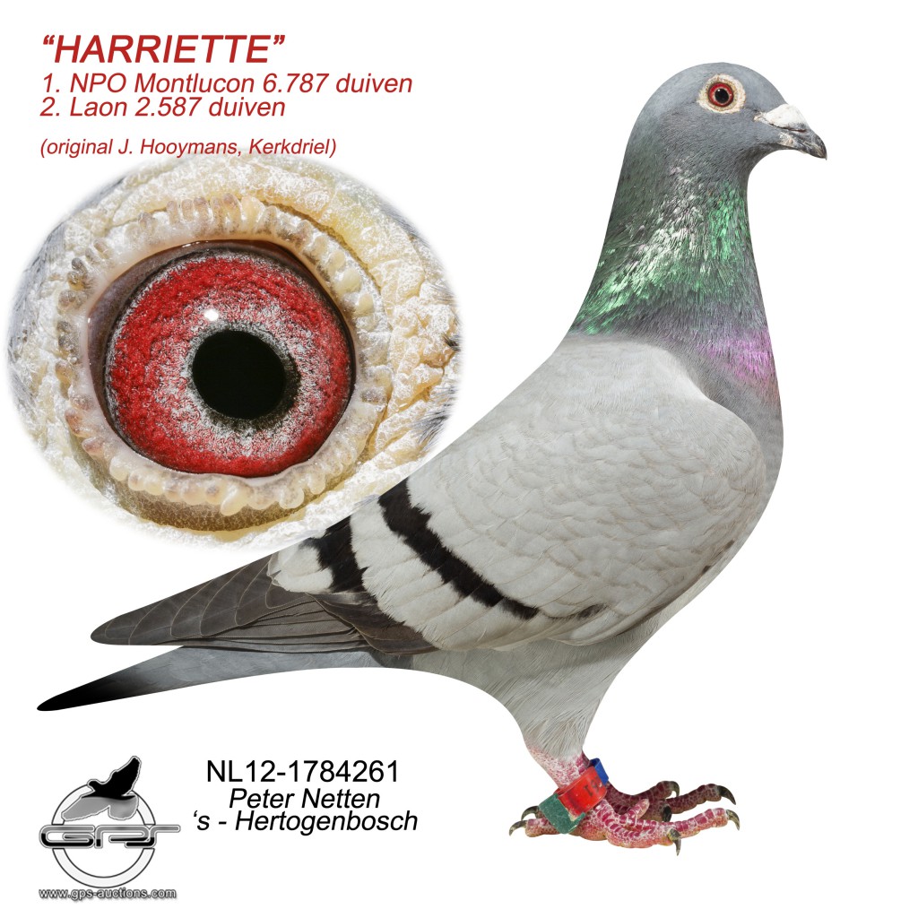 Harriette NL12-1784261