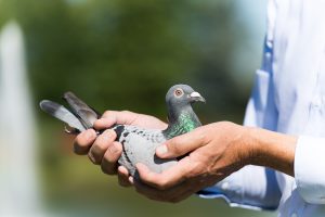 Nieuws - Hooymans Pigeons