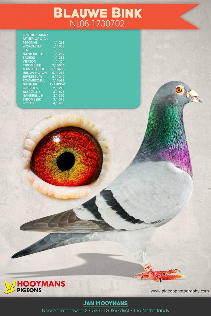Hooymans Pigeons » Blog Archive » 3x 1st NPO and 1x 1st Provincial at other  lofts with Hooymans Bloodlines !!