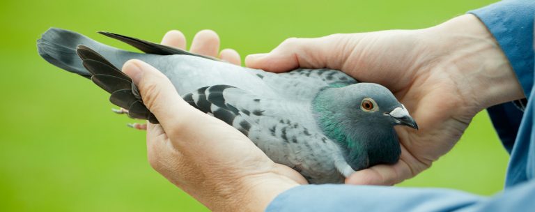 Nieuws - Hooymans Pigeons